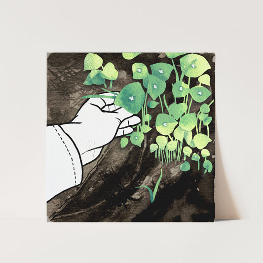 Miner's Lettuce Art Print
